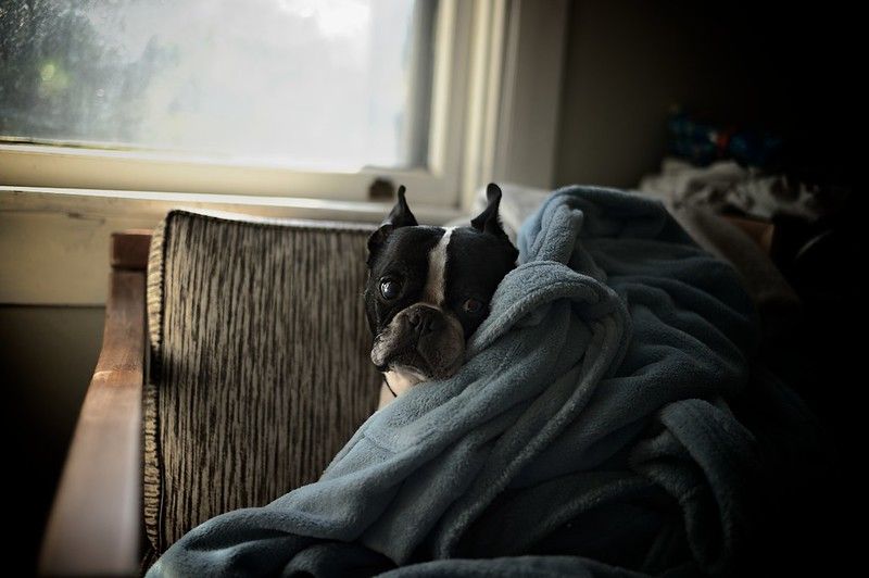 A dog curled up on a chair under a blanket looking at the camera