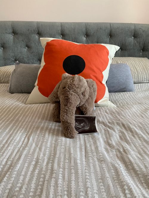 A plushie elephant on a bed in front of some pillows holding a photo of a pregnancy scan with its trunk